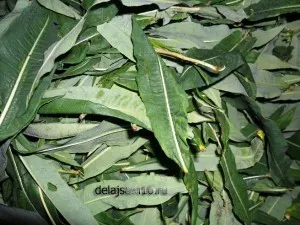 Hogyan készüljünk tea fűzfa tea Hogyan készüljünk tea fűzfa tea