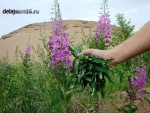 Hogyan készüljünk tea fűzfa tea Hogyan készüljünk tea fűzfa tea