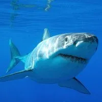 Shark álom könyv, amit