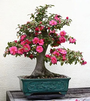 Japán kamélia otthon