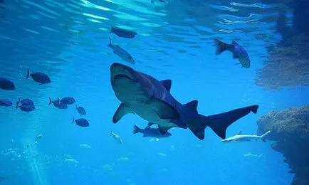 Shark álom könyv, amit