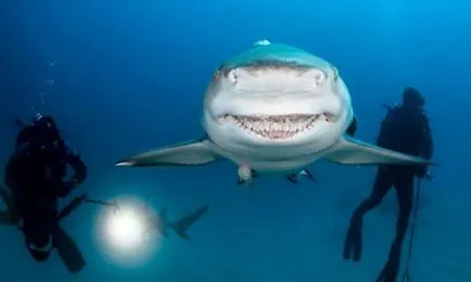 Shark álom könyv, amit