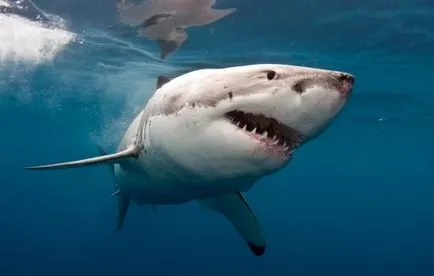 Shark álom könyv, amit