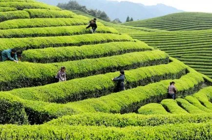 Ami a kínai pu-erh tea Ami a kínai pu-erh tea