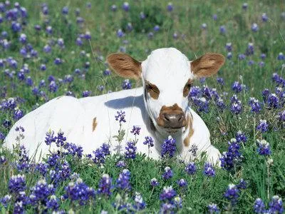 Hogyan nevezzem a borjú