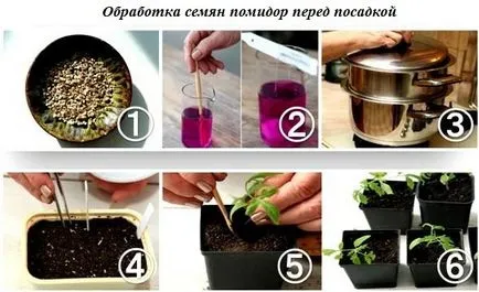 Hogyan növény paradicsom Hogyan növény paradicsom