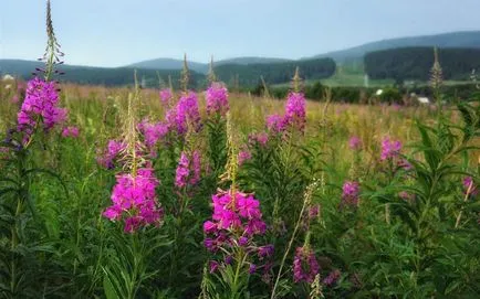 Milyen hasznos fireweed