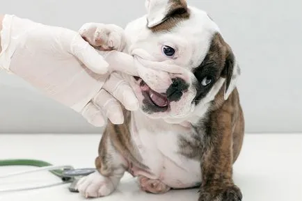 Hogyan oltások kölykök Hogyan oltások kölykök