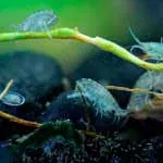 Gammarus mi ez Gammarus mi ez