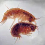 Gammarus mi ez Gammarus mi ez