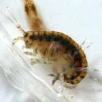 Gammarus mi ez Gammarus mi ez