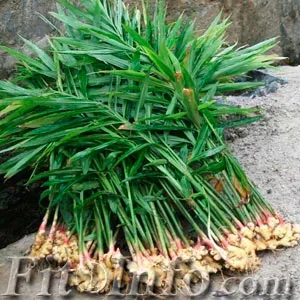 Hogyan enni ginger root Hogyan enni ginger root