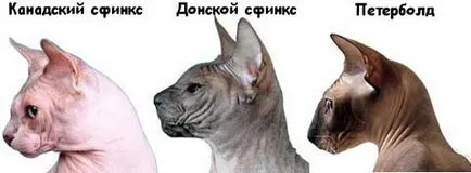 Szfinx macska fajták Szfinx macska fajták