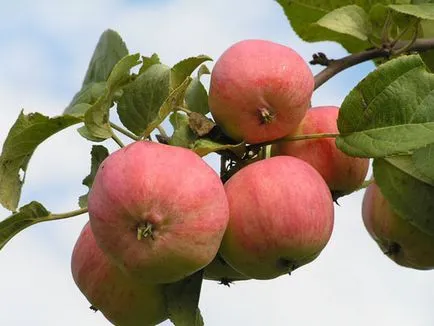 Ábrákon a természetét, hogy