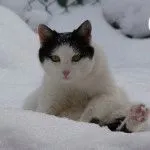 Weboldal „bögre” - szól a macskák!