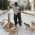 A macska tulajdonosa oldalak legjobb tíz azok számára, akik élnek a macskák
