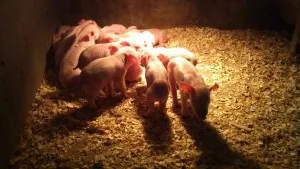 Kiegyensúlyozott táplálás malacok 1-6 hónapig - a legfontosabb, hogy egészséges és nagy állat (etetés) Kiegyensúlyozott táplálás malacok 1-6 hónapig - a legfontosabb, hogy egészséges és nagy állat