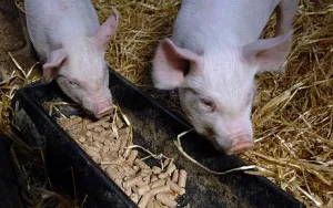Kiegyensúlyozott táplálás malacok 1-6 hónapig - a legfontosabb, hogy egészséges és nagy állat (kiegyensúlyozott) Kiegyensúlyozott táplálás malacok 1-6 hónapig - a legfontosabb, hogy egészséges és nagy állat