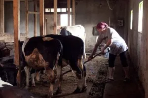 Istálló szarvasmarha - hogyan kell felépíteni egy biztonságos menedéket a tehenek a kezüket Videó