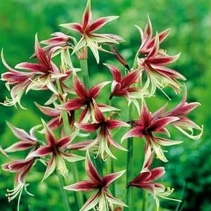 A legfontosabb dolog a beltéri amaryllis virágok és törődnek vele otthon (amarillisz ápolási otthon) A legfontosabb dolog a beltéri amaryllis virágok és törődnek vele otthon