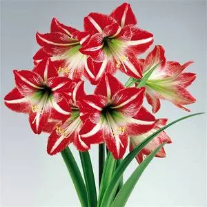 A legfontosabb dolog a beltéri amaryllis virágok és törődnek vele otthon (amarillisz ellátás és termesztés) A legfontosabb dolog a beltéri amaryllis virágok és törődnek vele otthon