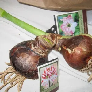 A legfontosabb dolog a beltéri amaryllis virágok és törődnek vele otthon (virág amarillisz ellátás) A legfontosabb dolog a beltéri amaryllis virágok és törődnek vele otthon