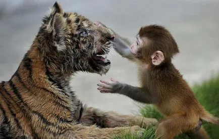 A legfurcsább pár állat - szokatlan tények (a legtöbb) A legfurcsább pár állat - szokatlan tények