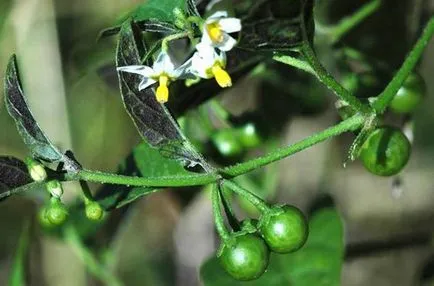 Sunberry használat, termesztés, gondozás, előírások (Sunberry) Sunberry használat, termesztés, gondozás, receptek
