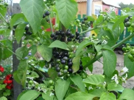 Sunberry használat, termesztés, gondozás, előírások (ellátás) Sunberry használat, termesztés, gondozás, receptek