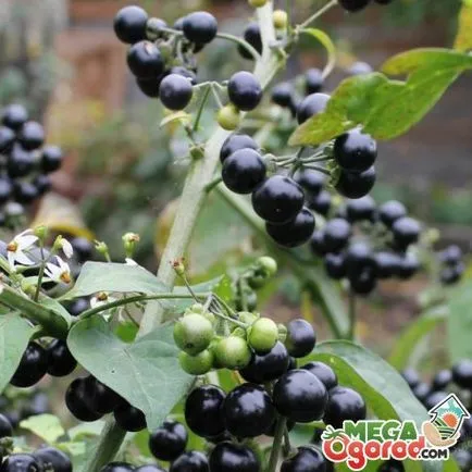 Sunberry leírás, termesztés vetőmag és tulajdonságait bogyók