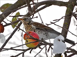Mi ez, mint a madár