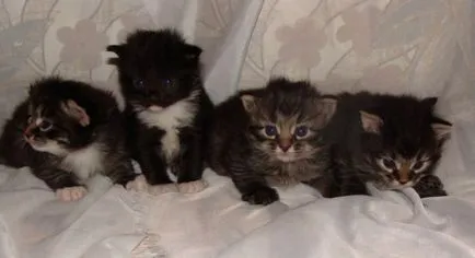 Hogy a macska egy menedék