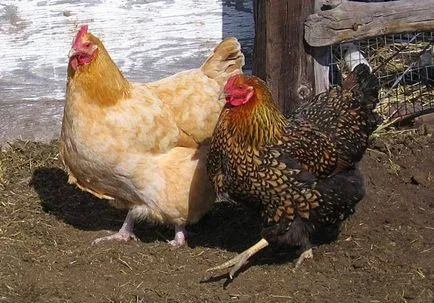 Ki csirke Ki csirke