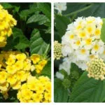 Lantana termesztés