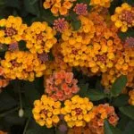 Lantana termesztés