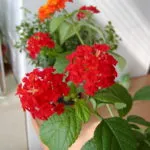 Lantana termesztés