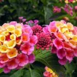 Lantana termesztés