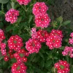 Lantana termesztés