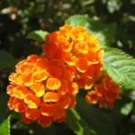 Lantana termesztés
