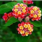 Lantana termesztés