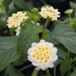 Lantana termesztés