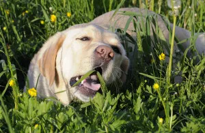 Hogyan törődik egy kiskutya Labrador Hogyan törődik egy kiskutya Labrador