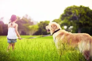 Hogyan törődik egy kiskutya Labrador Hogyan törődik egy kiskutya Labrador