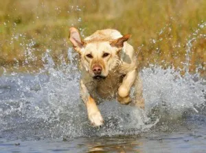 Hogyan törődik egy kiskutya Labrador Hogyan törődik egy kiskutya Labrador