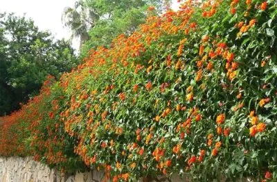 Lantana termesztés