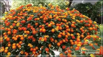 Lantana termesztés Lantana termesztés