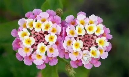 Lantana termesztés Lantana termesztés