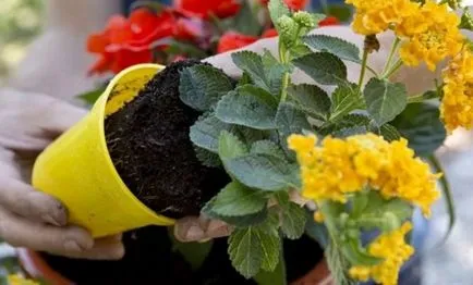 Lantana termesztés Lantana termesztés