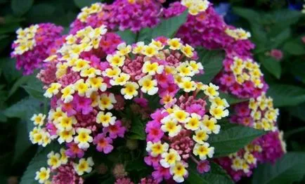 Lantana termesztés Lantana termesztés