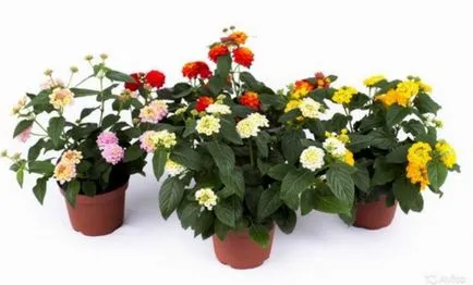 Lantana termesztés Lantana termesztés